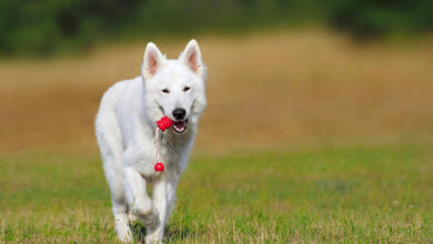 I cani ricordano i nomi dei loro giochi per anni