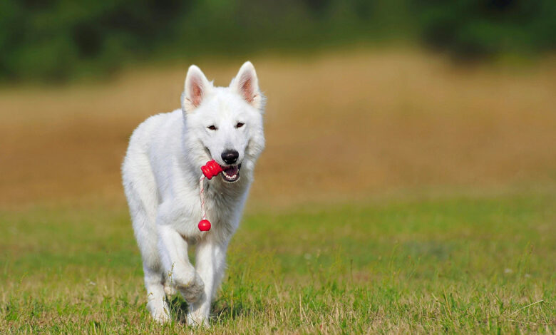 I cani ricordano i nomi dei loro giochi per anni