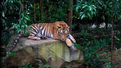 29 luglio, giornata mondiale della tigre