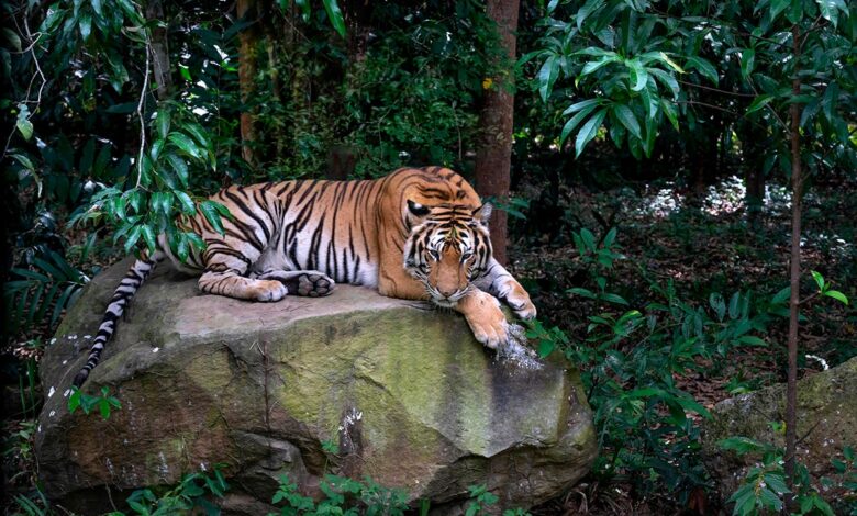 29 luglio, giornata mondiale della tigre