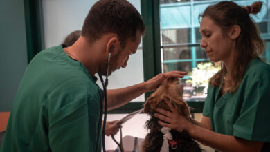 inaugurato primo ambulatorio di veterinaria sociale