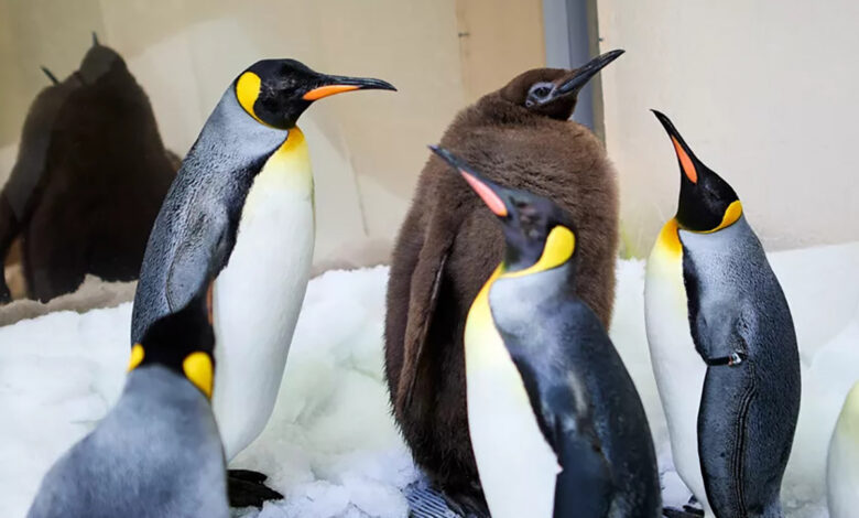 Pesto il pulcino di Pinguino Reale è la star di internet