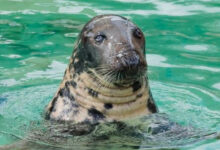 Sheba foca simbolo del Cornish Seal Sanctuary