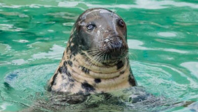 Sheba foca simbolo del Cornish Seal Sanctuary