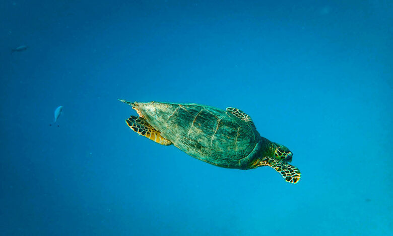 La Sicilia è l'isola delle tartarughe marine